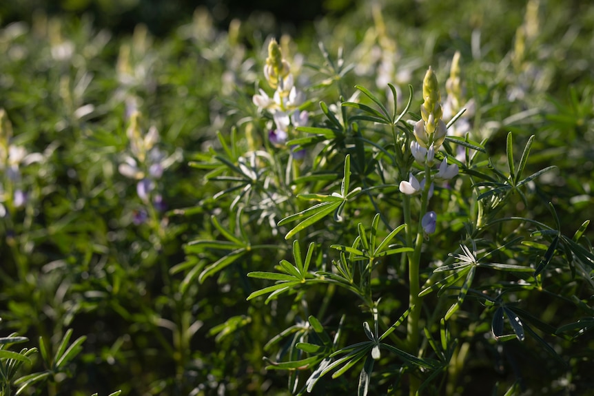 Lupine flowers.