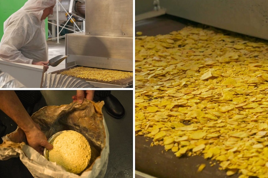 A collage of three photos shows lupine being processed into flakes and flour.