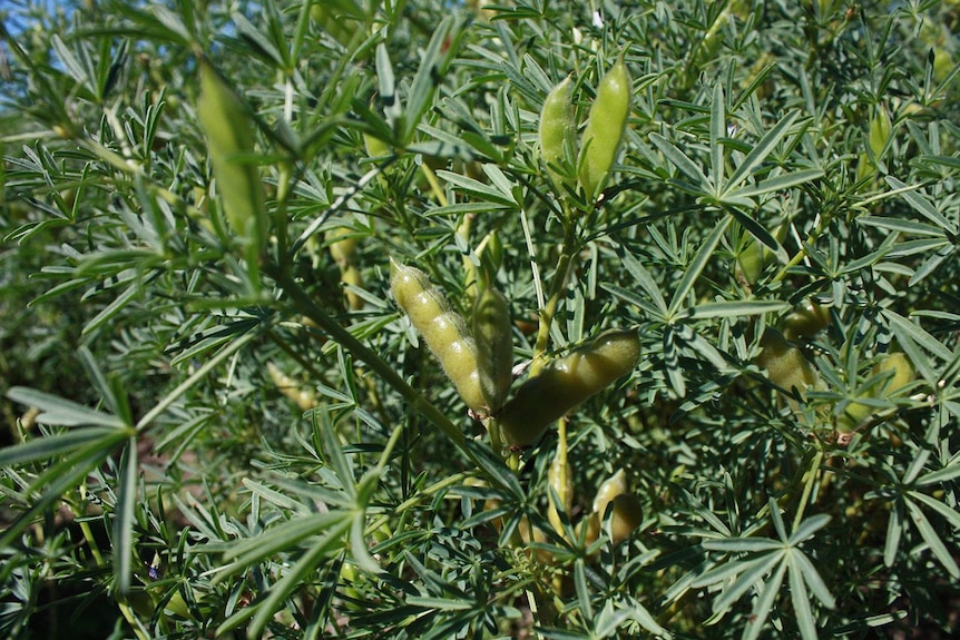 Photo of yellow lupine pods on plant.